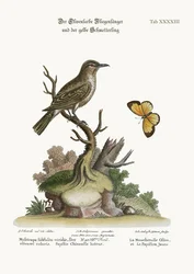 Der olivfarbene Fliegenschnäpper und der gelbe Schmetterling, 1749-73